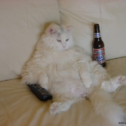 58_lazy-cat5.jpg